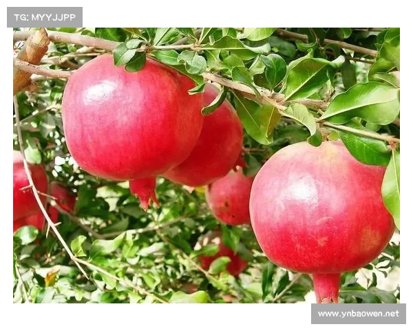 如何在高地环境中打造丰收的红石榴园艺管理与栽培技巧 如何在高地环境中打造丰收的红石榴园艺管理与栽培技巧